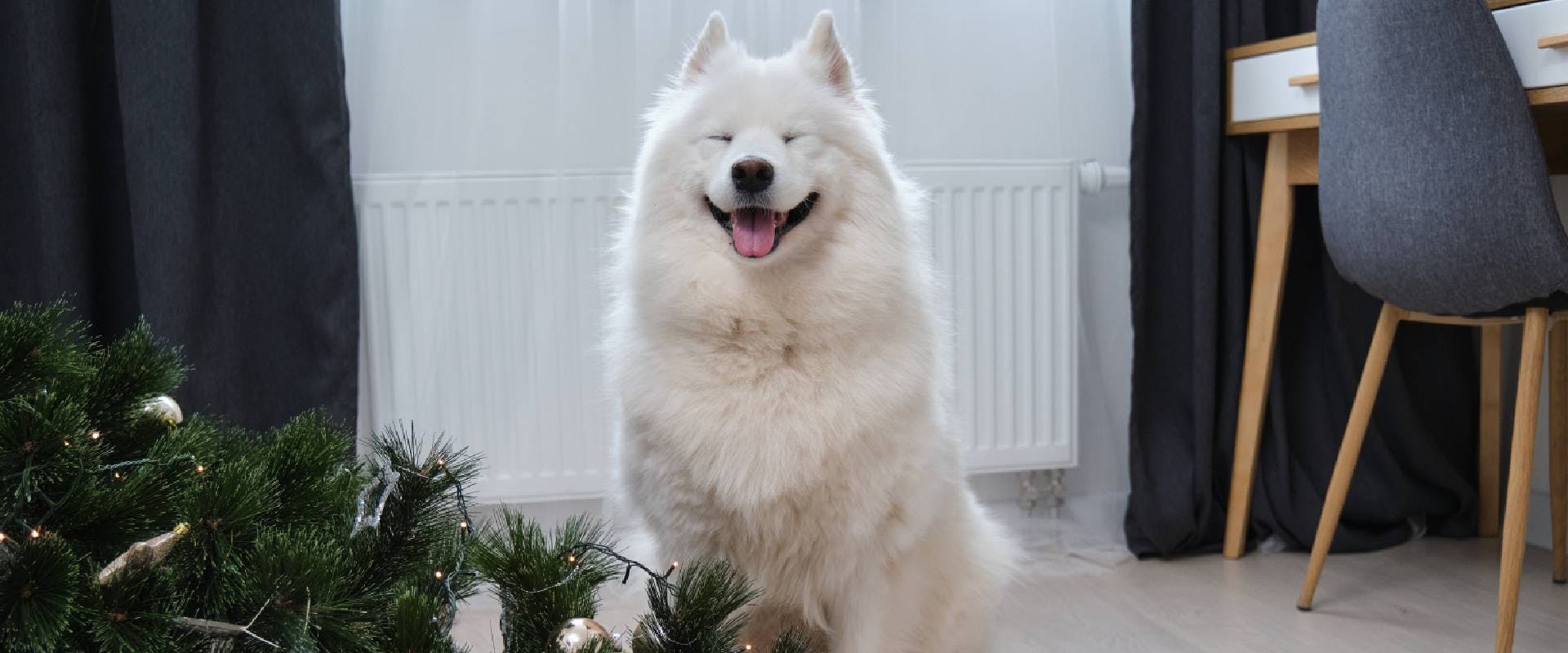Fluffy white puppy next to a knocked-over Christmas tree