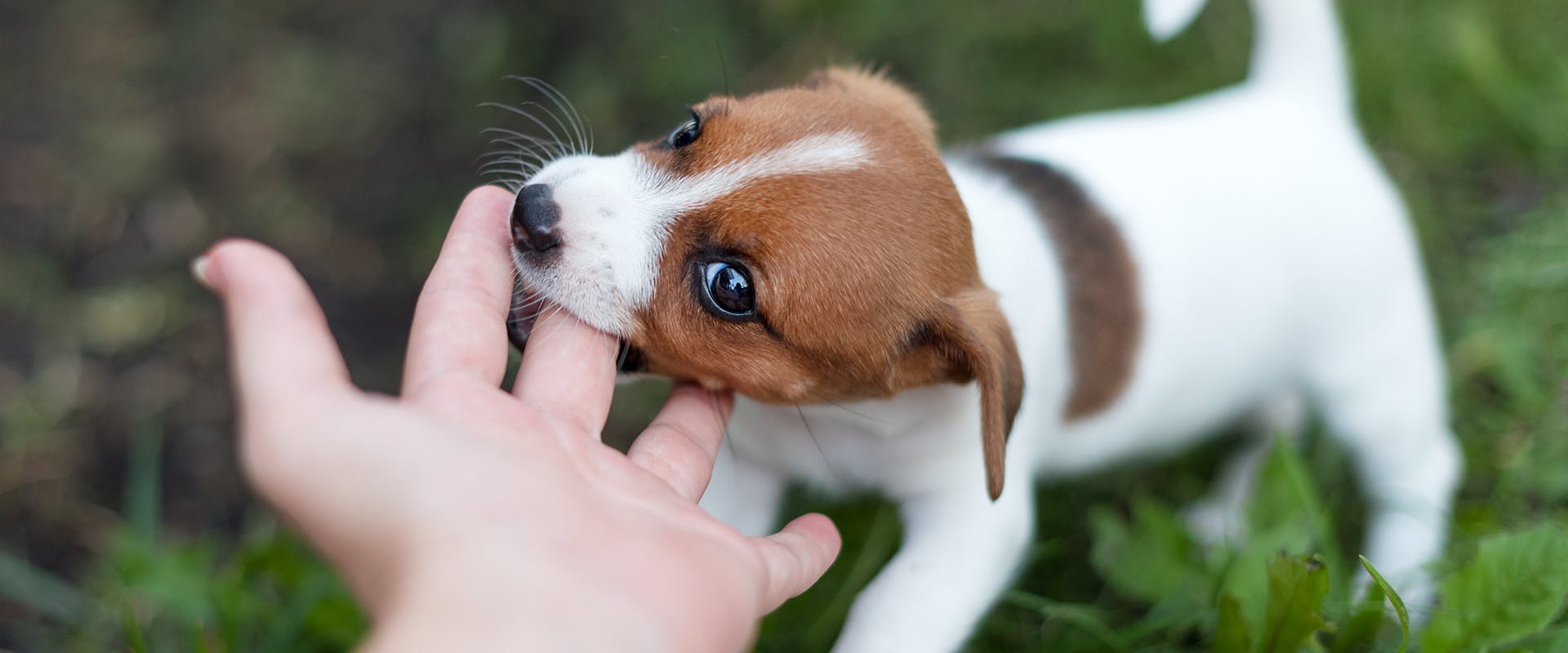 When is a dog not a puppy anymore? A cute puppy playfully biting a person's hand, which is coming down from above