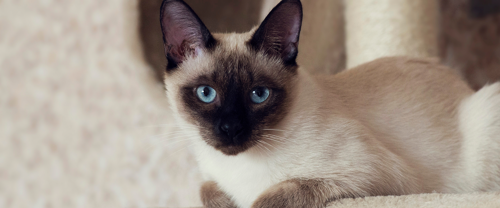 best brush for siamese cat