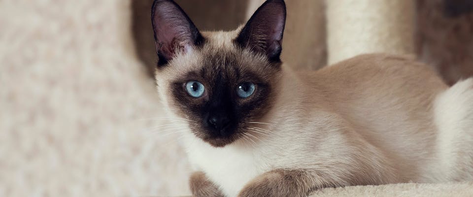 A Siamese cat sitting on a cat tree