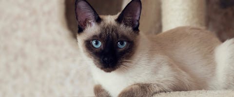 A Siamese cat sitting on a cat tree