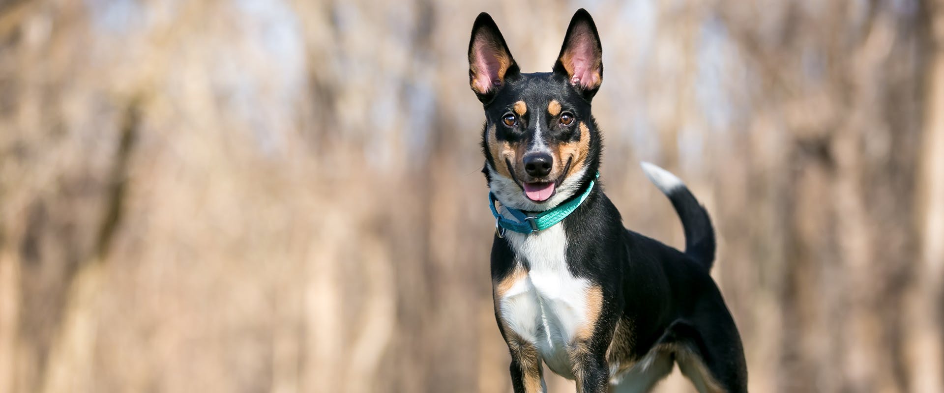 what breeds of dogs have collars