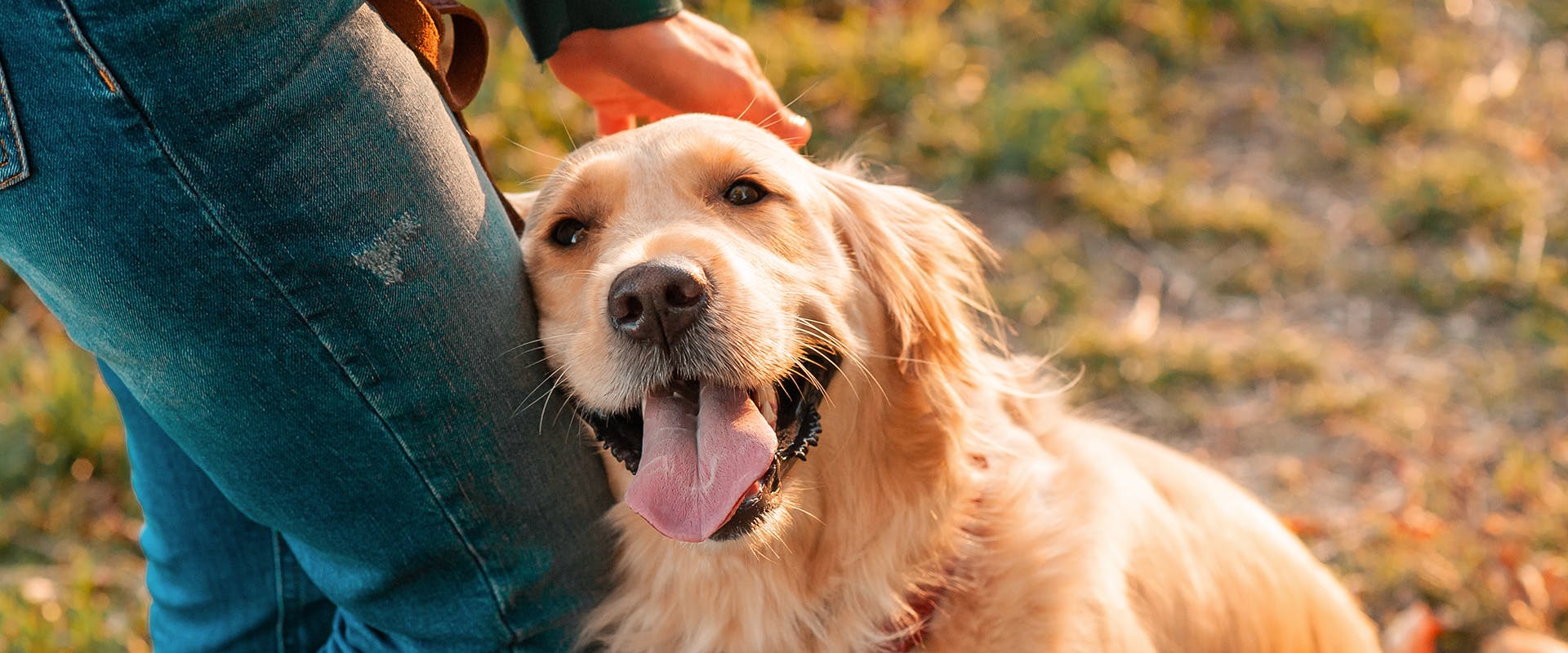 A happy Golden Retriever resting its head on a person's leg