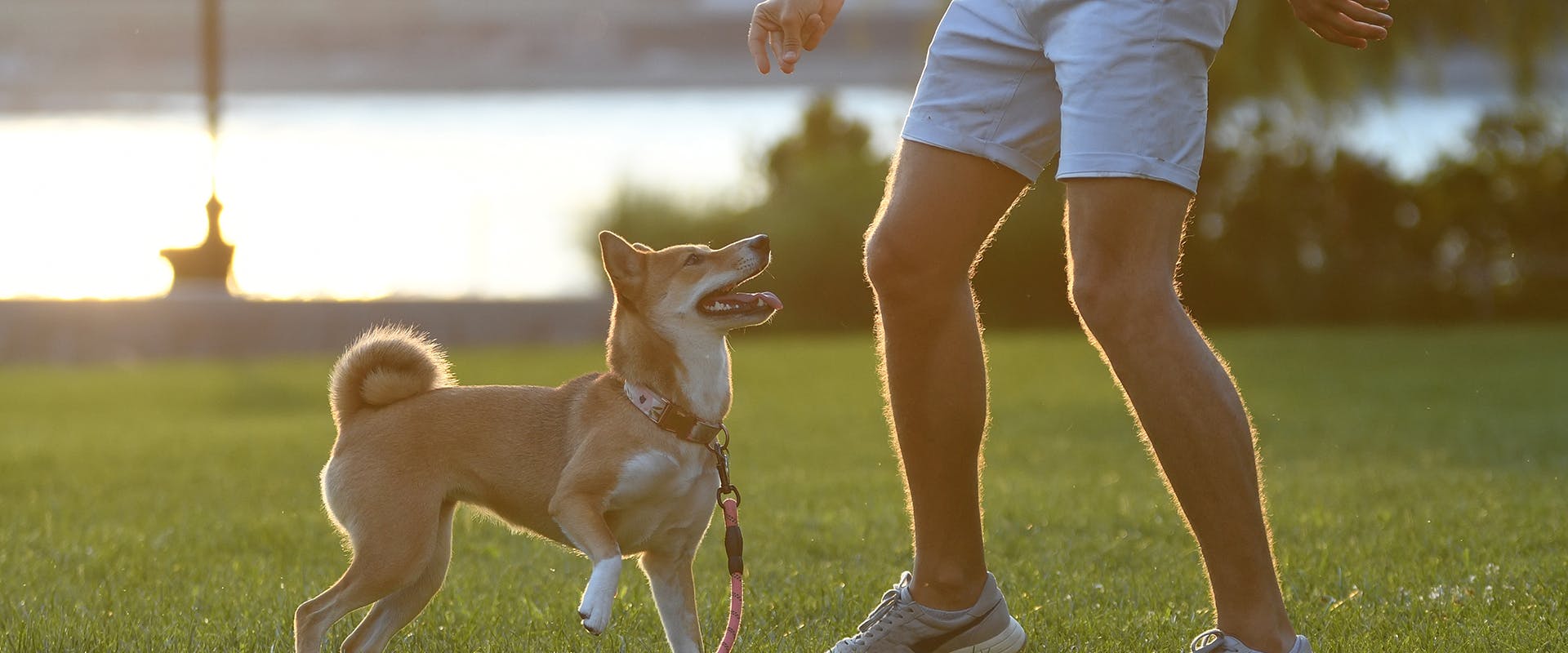 A person playing with their dog in a dog park 