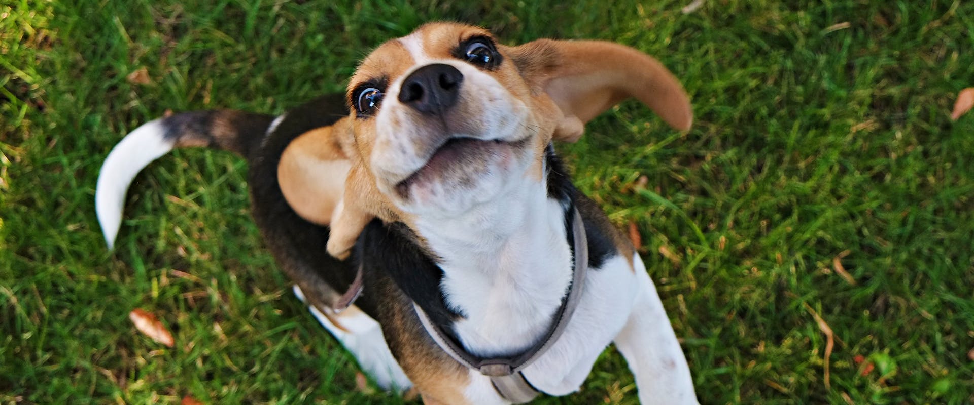 An excited Beagle jumping up towards the camera