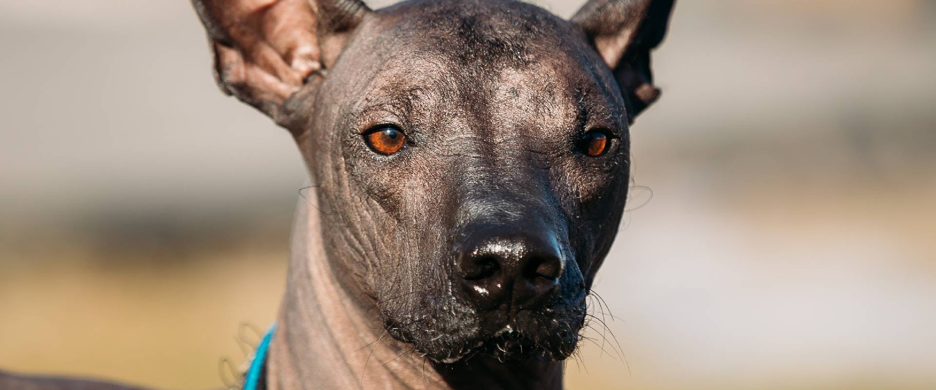 Close-up of a Xoloitzcuintli dog