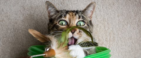 tabby cat with green eyes playing with a cat wand on its back