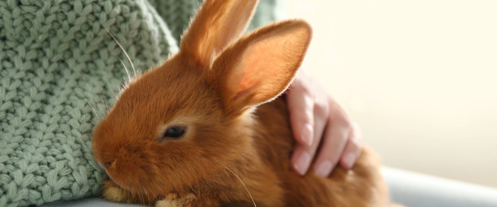Ginger rabbit on someone's lap