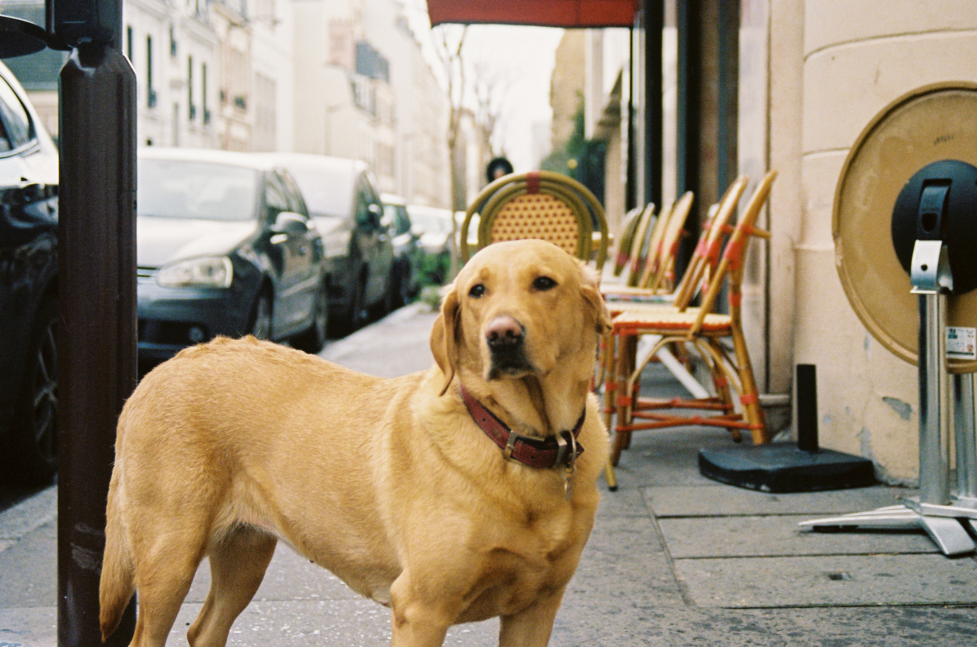 A Labrador standing in the middle of a street