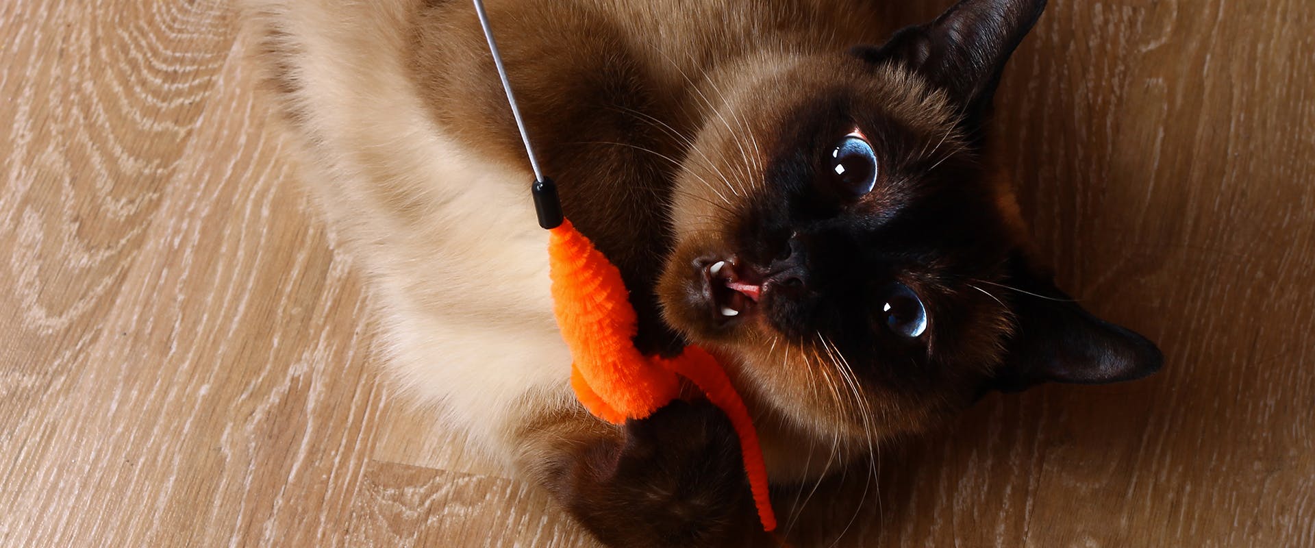 A young Siamese cat playing with a toy