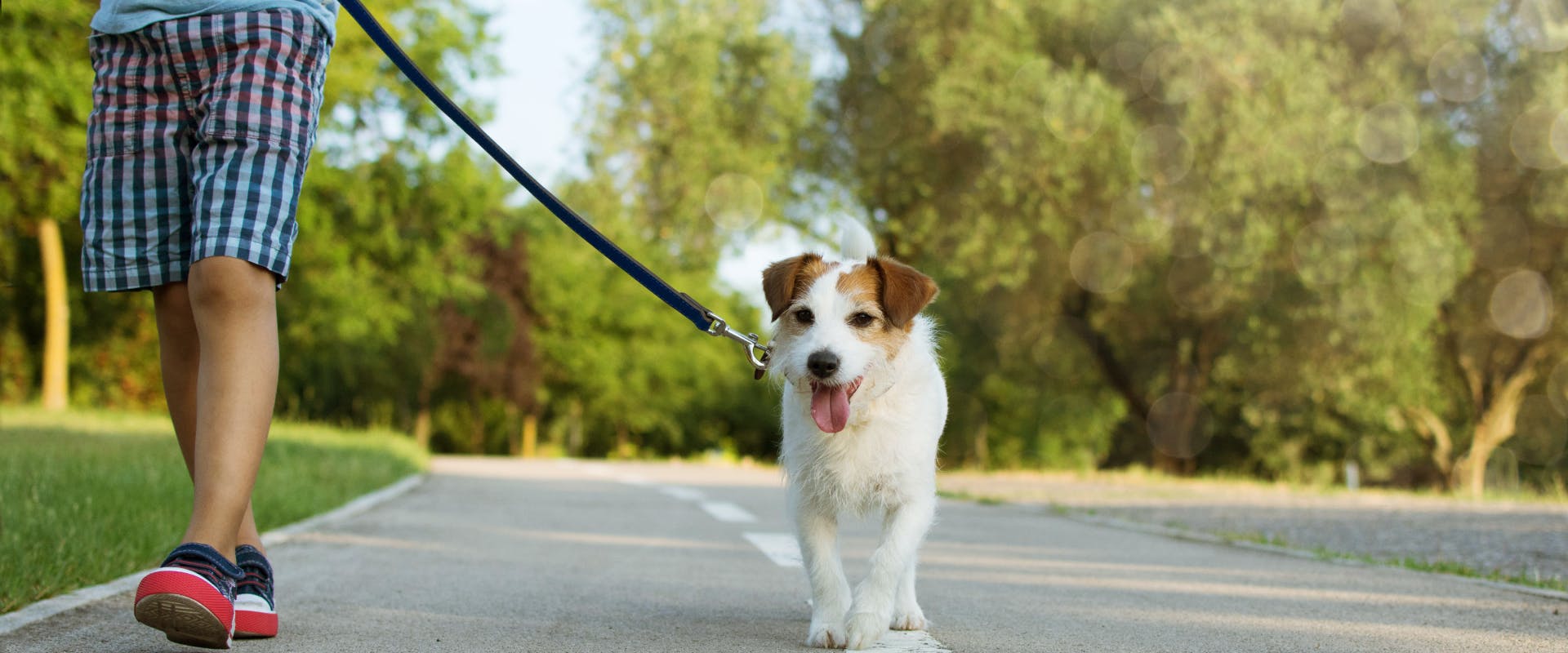 a young terrier walking on an asphalt path with a leash and collar