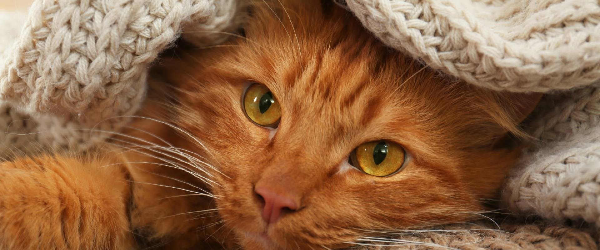 Close-up of a ginger cat
