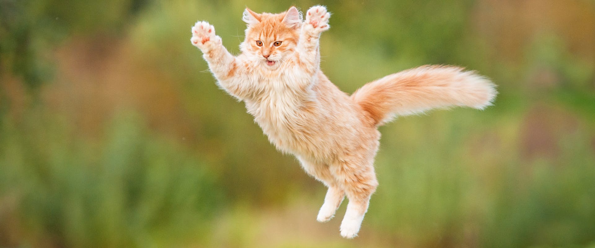 A cat jumps through the air.