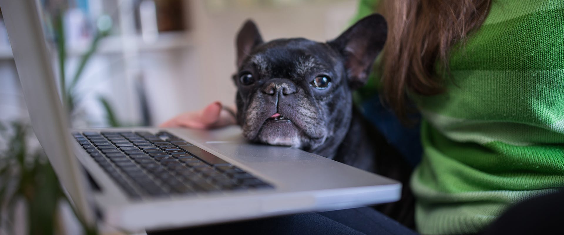 A person sitting in front of a laptop with a small dog on their lap