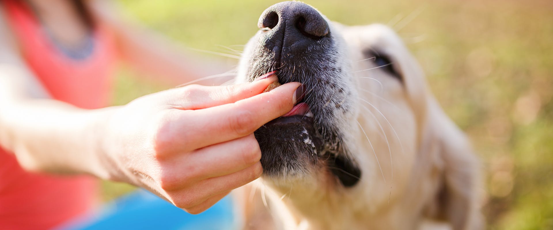 How to show your dog you love them: a hand giving a dog a treat