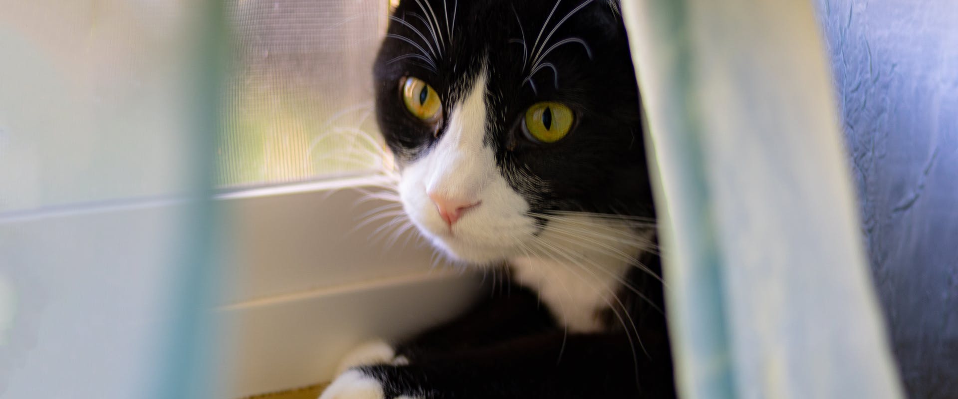 Tuxedo cat names - a black and white cat peering out from a curtain
