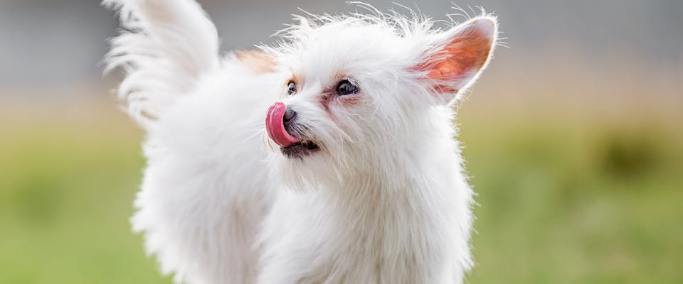 A white Chorkie dog, licking his lips