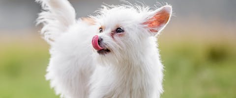 Luscious Locks: 14 Long-Haired Cat Breeds