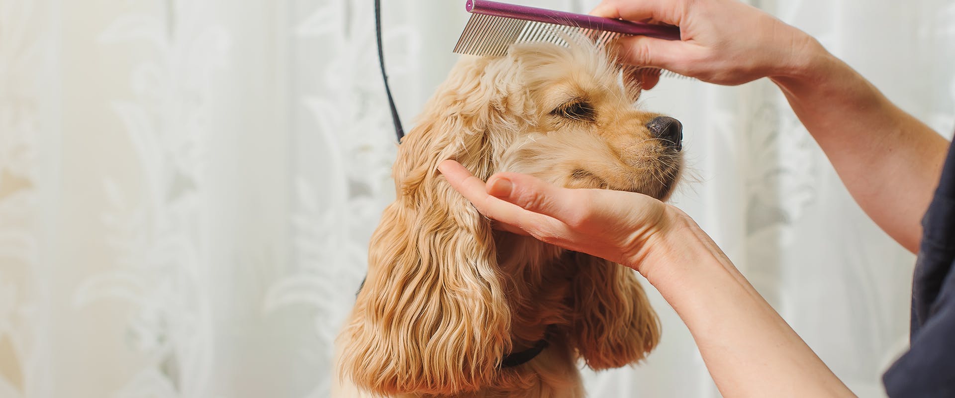 A Cocker Spaniel being groomed