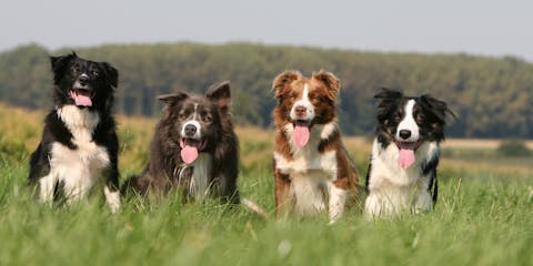 Four Border Collies in a field