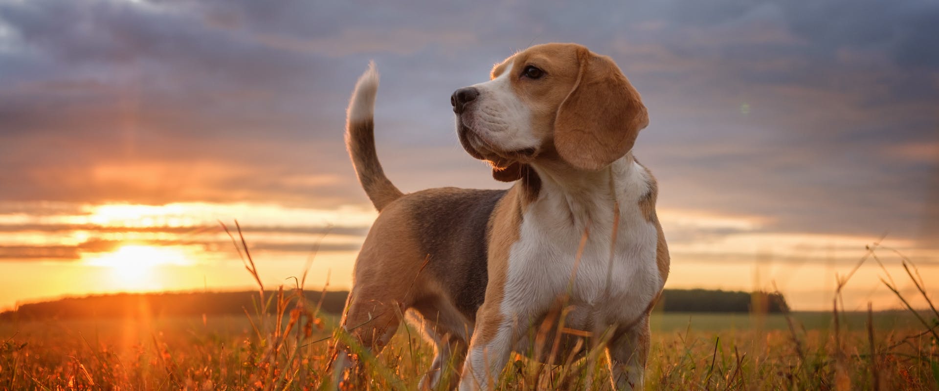 A Beagle stands in a field with the sun going down.