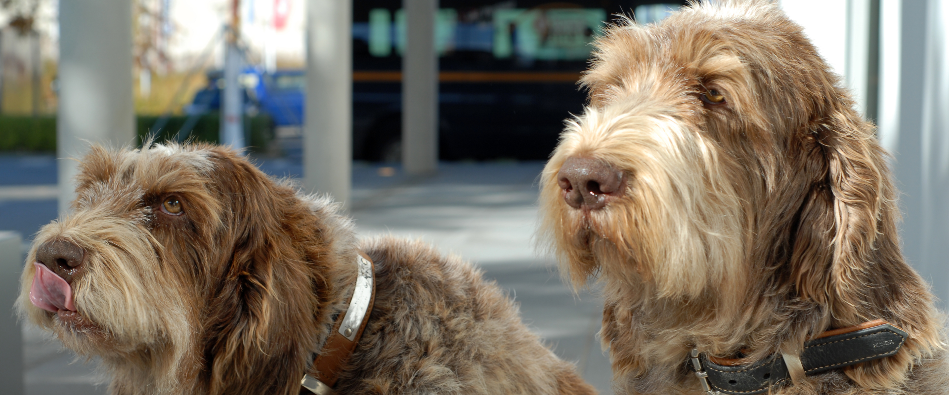two long haired dogs sat outside on the street