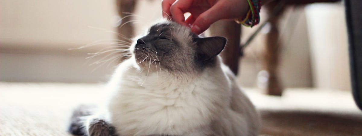A cat enjoying a scratch on the head