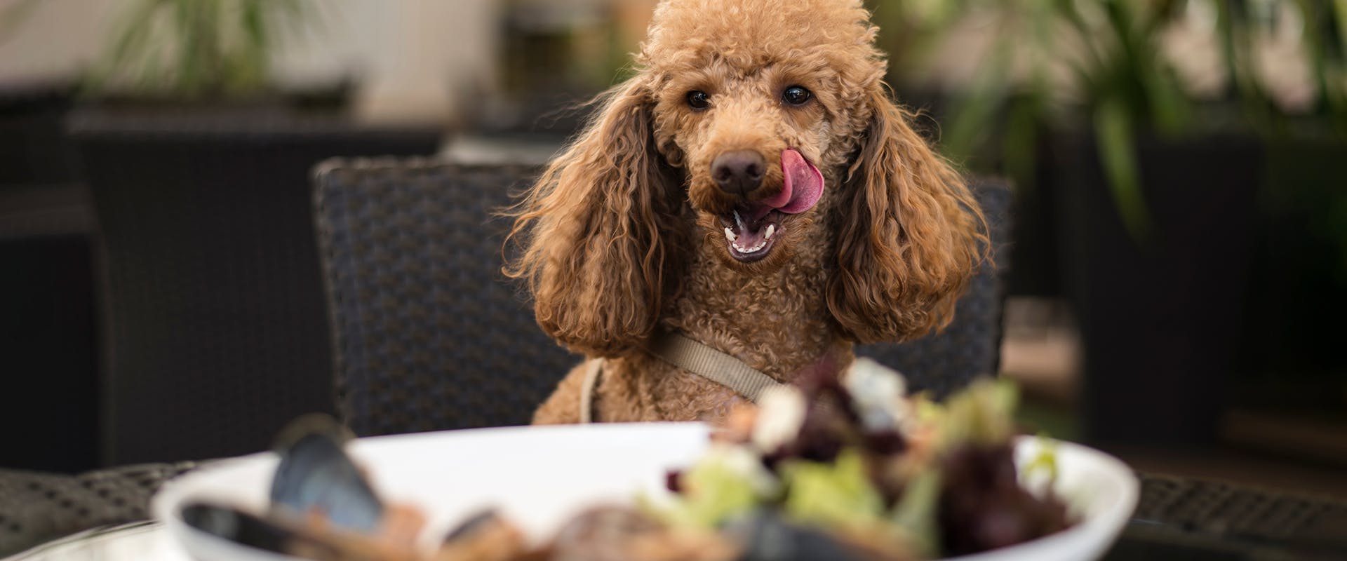 A dog sitting in a restaurant, a plate of food in front of it