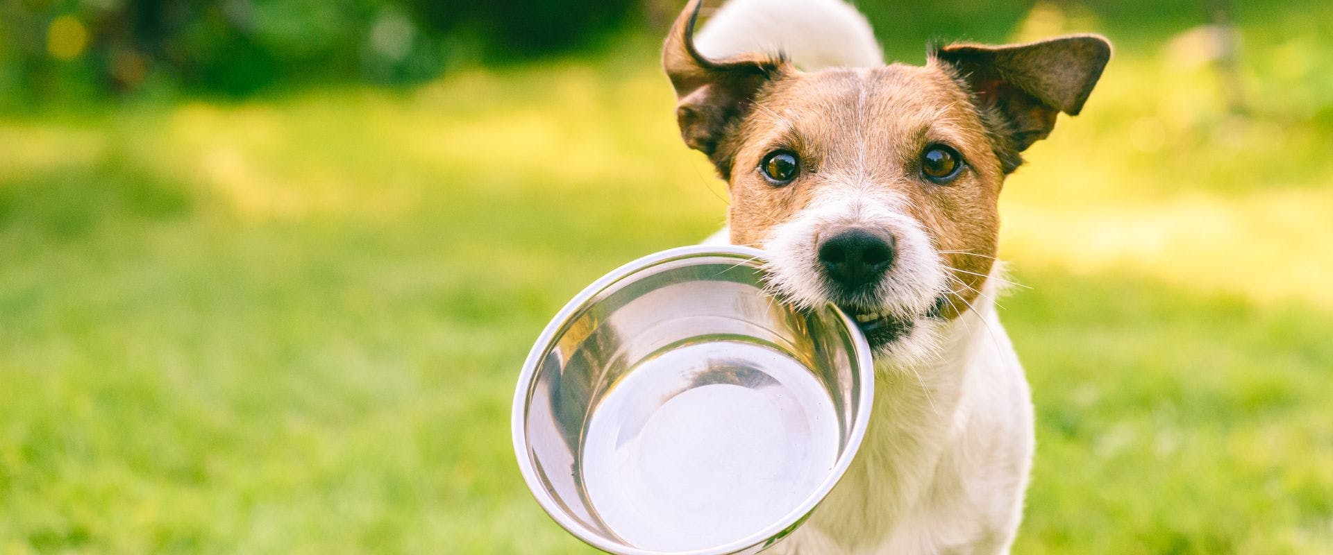 Jack Russell running with a metal bowl in their mouth