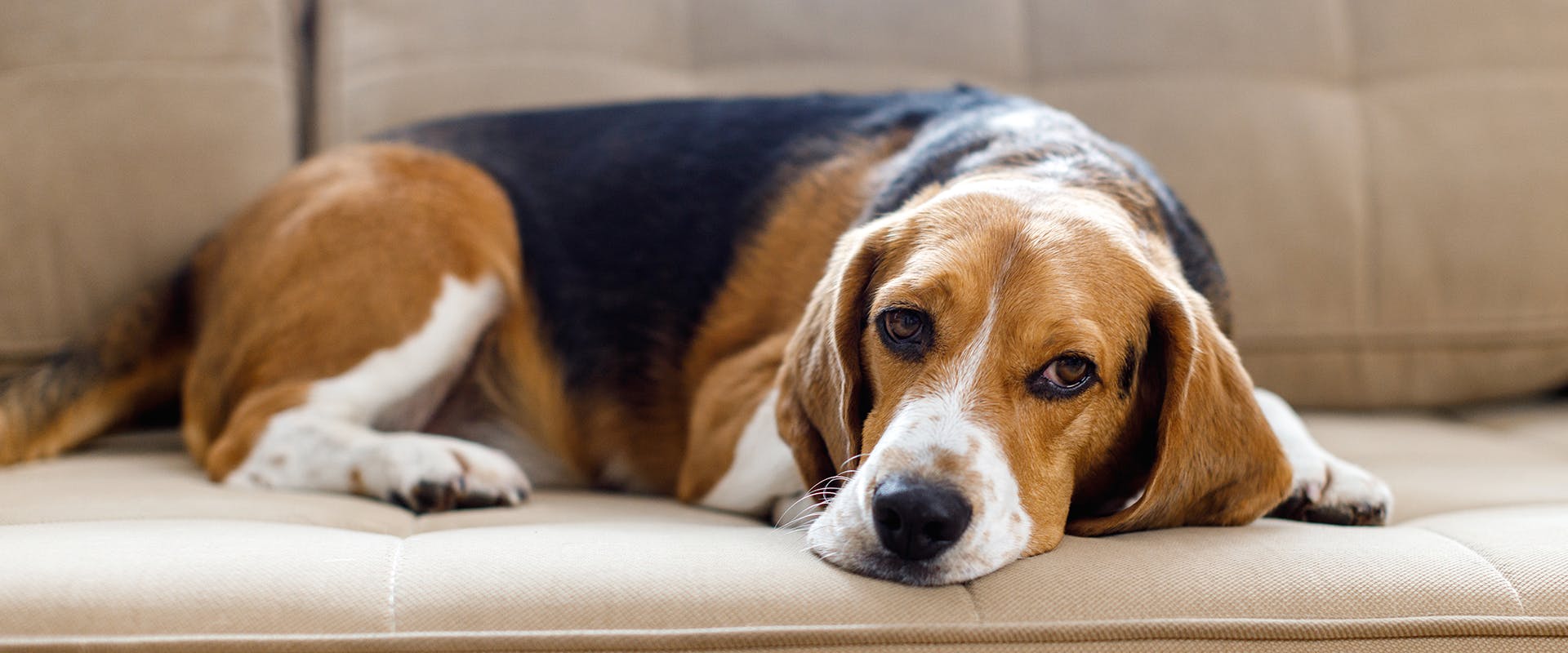 Do dogs get sad? A sad looking Beagle sitting on a sofa