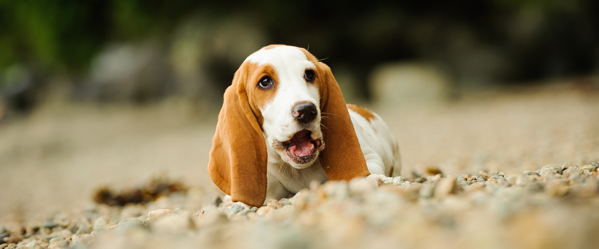 Everything You Need To Know About Basset Hound Puppies ...