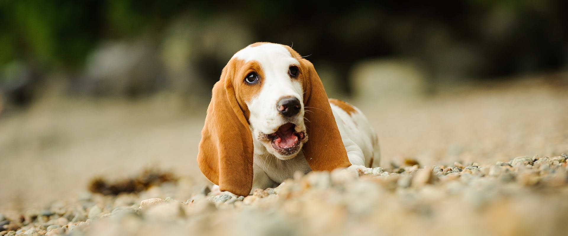 how much for basset hound puppies