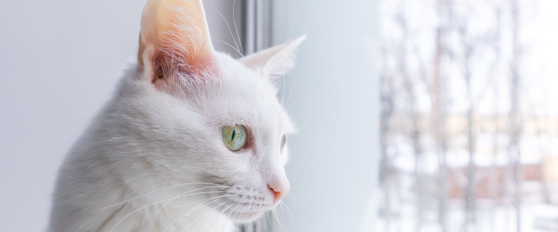 all white cat with green eyes looking out of a window