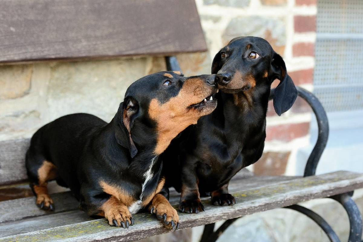 Dachshund Breed Guide | TrustedHousesitters.com