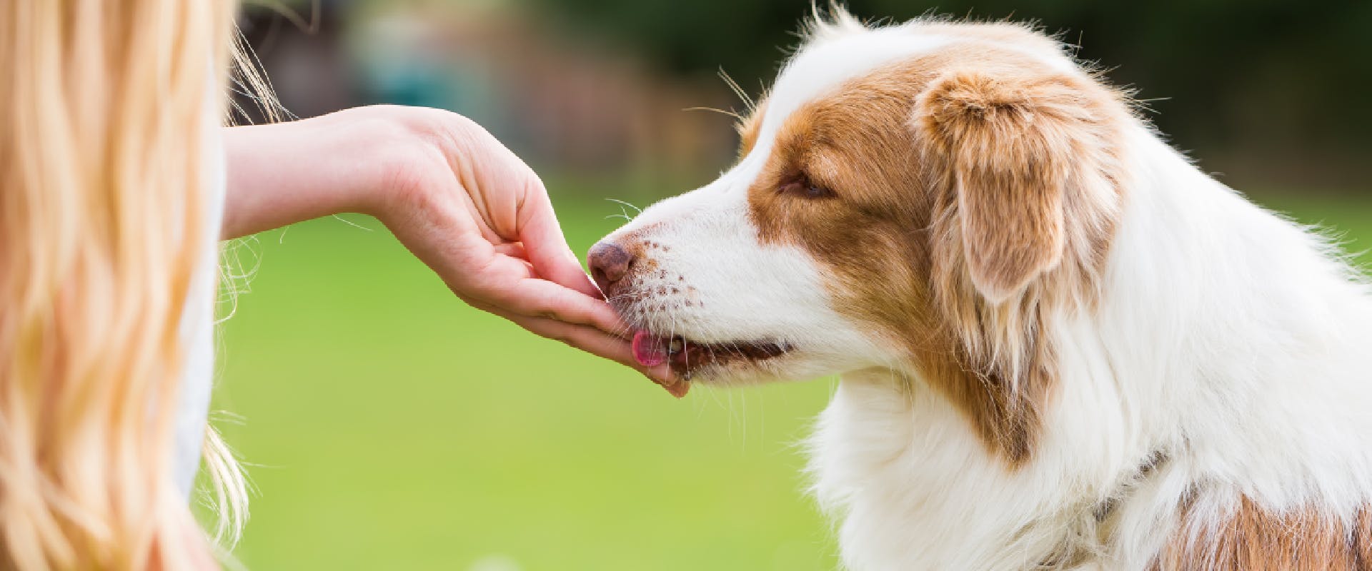 A dog eats a treat from someone's hand.