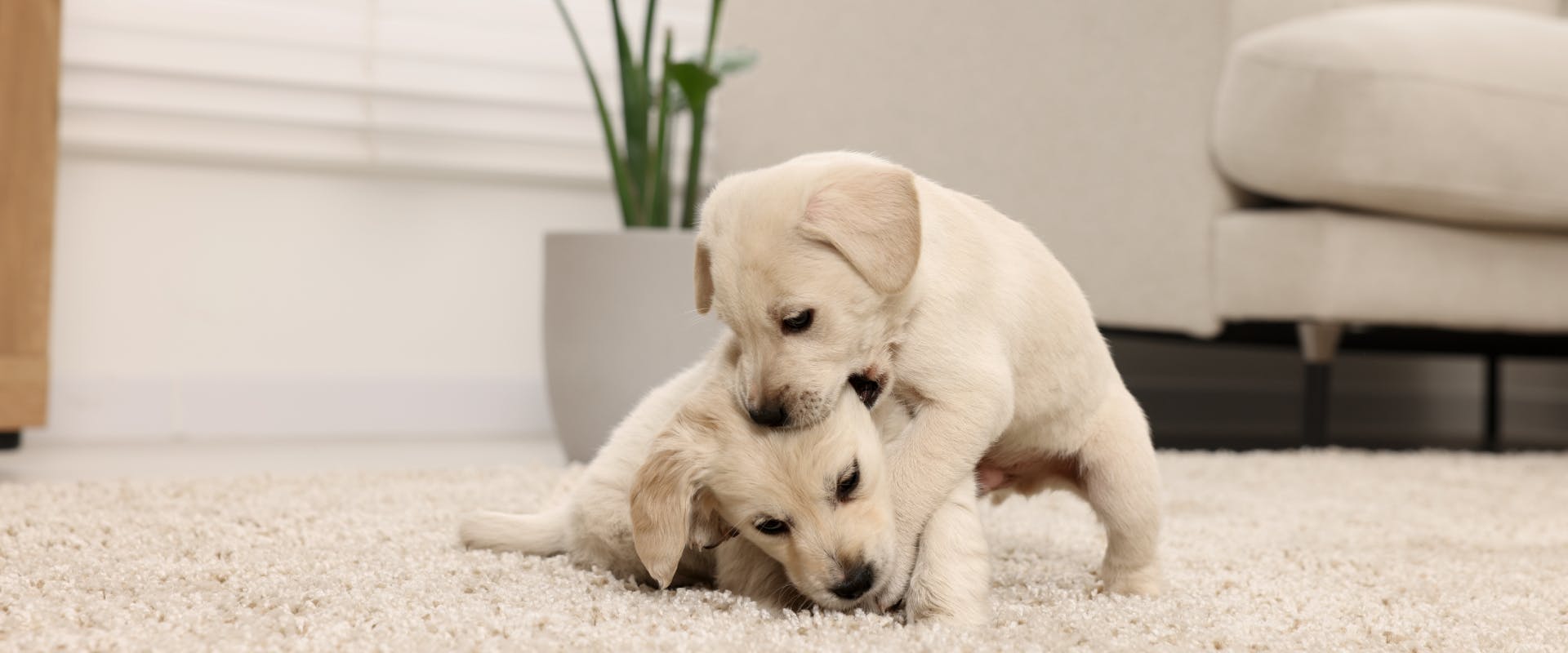 two Labrador puppies play fighting on a white carpet