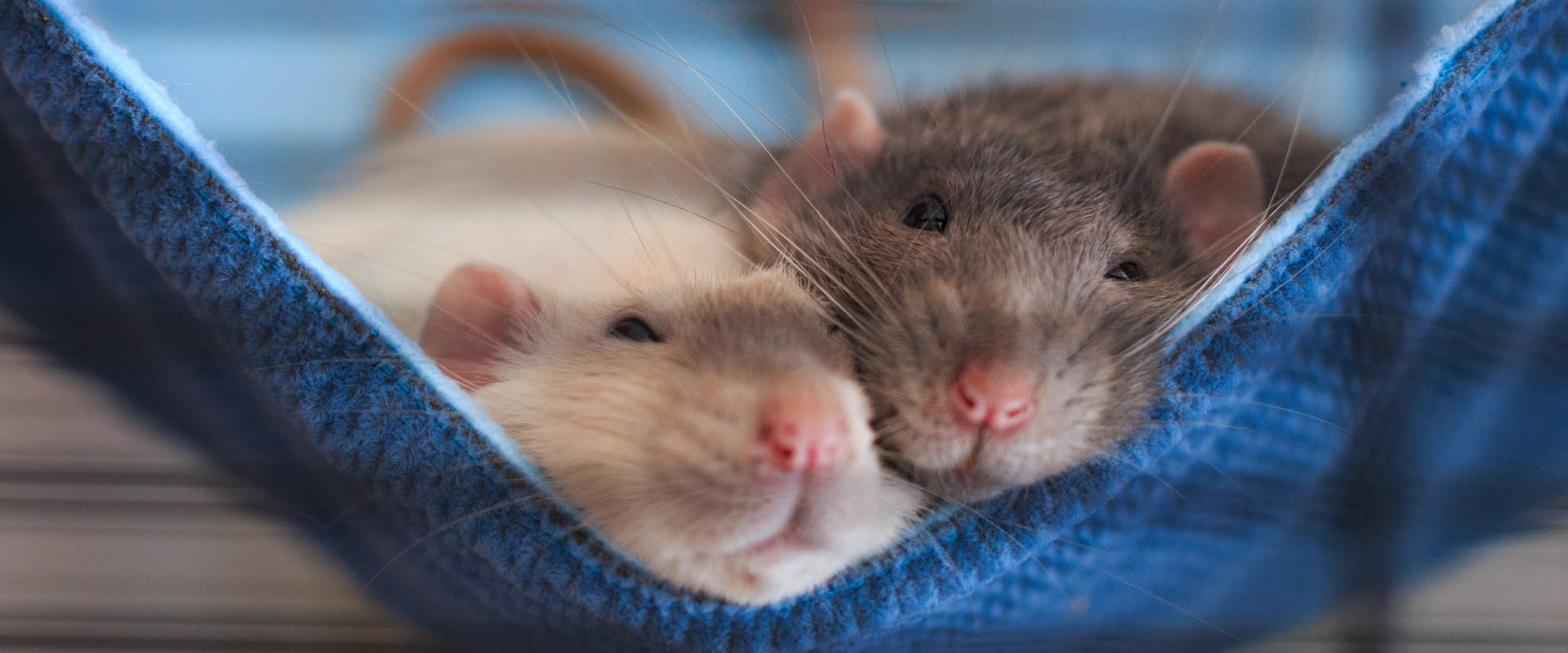 Two rats swinging in their cage.