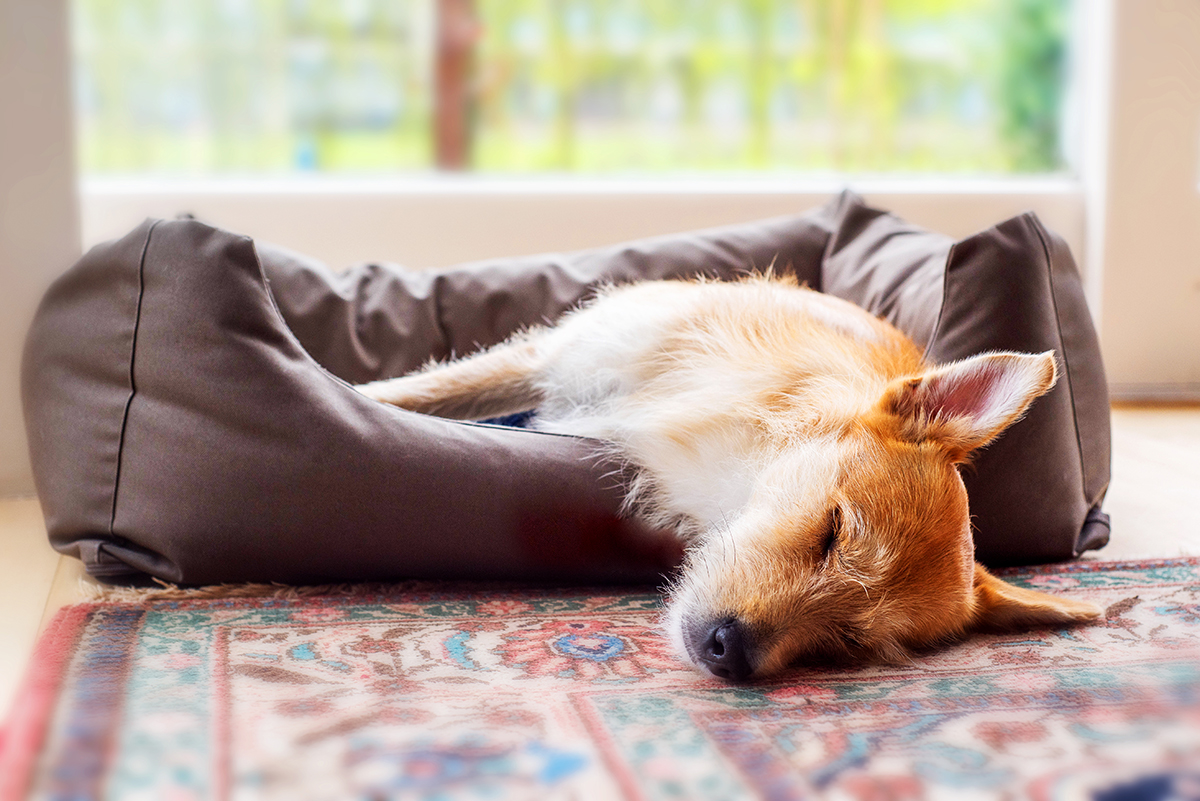 Most indestructible hotsell dog bed