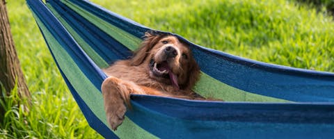 A happy dog relaxing in a hammock