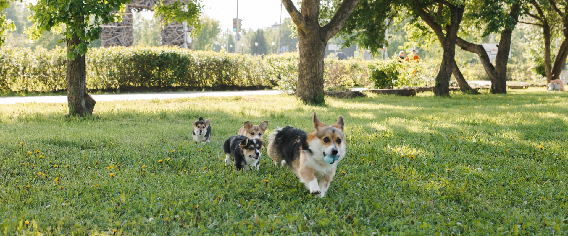 A group of Corgis play in a dog park in Los Angeles.