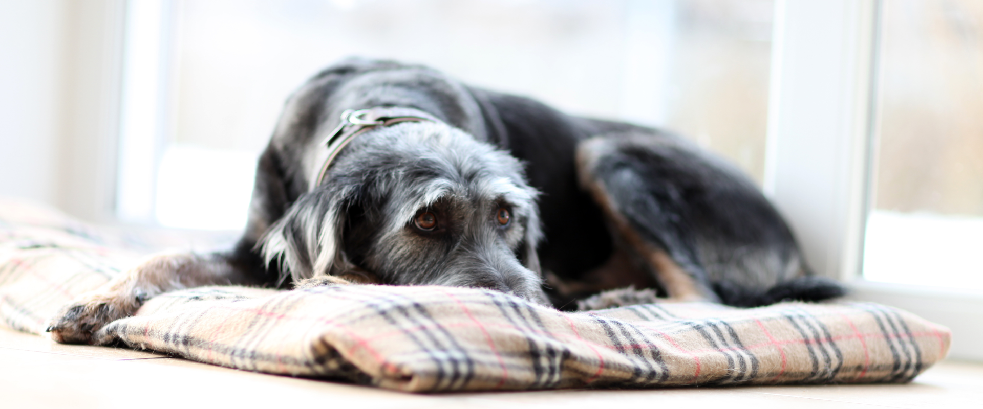 old dog lying down on a dog bed indoors