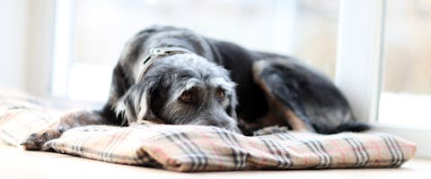 old dog lying down on a dog bed indoors
