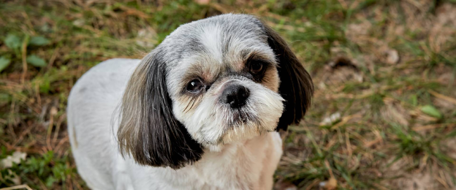 Short Images Of Shih Tzu Haircuts Haircuts Styles Shih Tzu Dog - Main Image