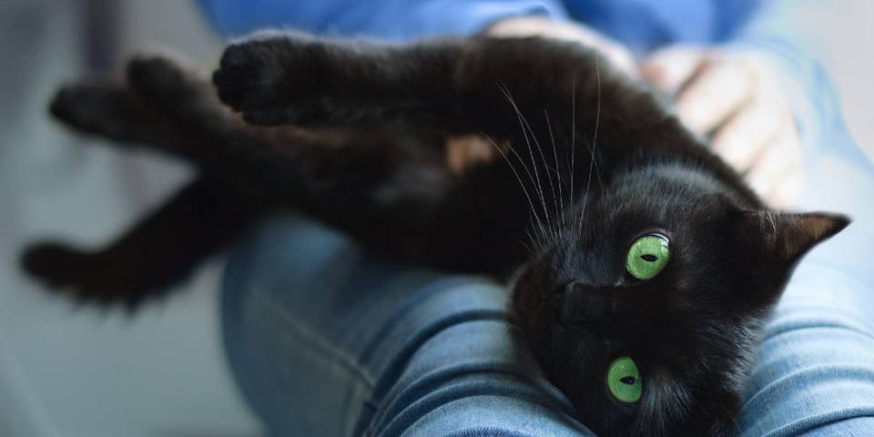 10 most common cat breeds in the world in 2022