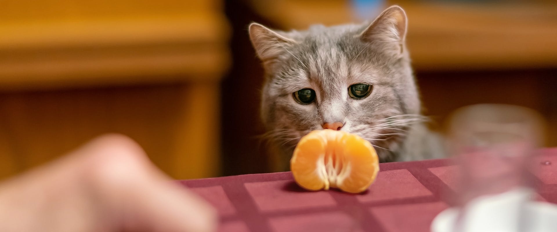 A cat looking down, staring at a peeled orange