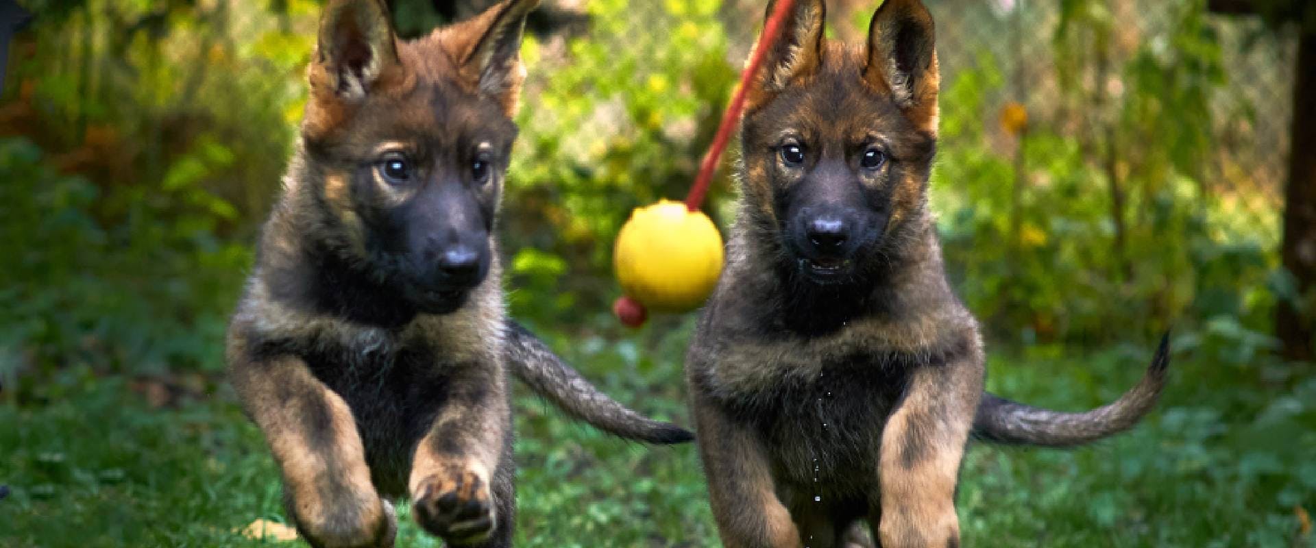 German Shepherd puppies running for a toy