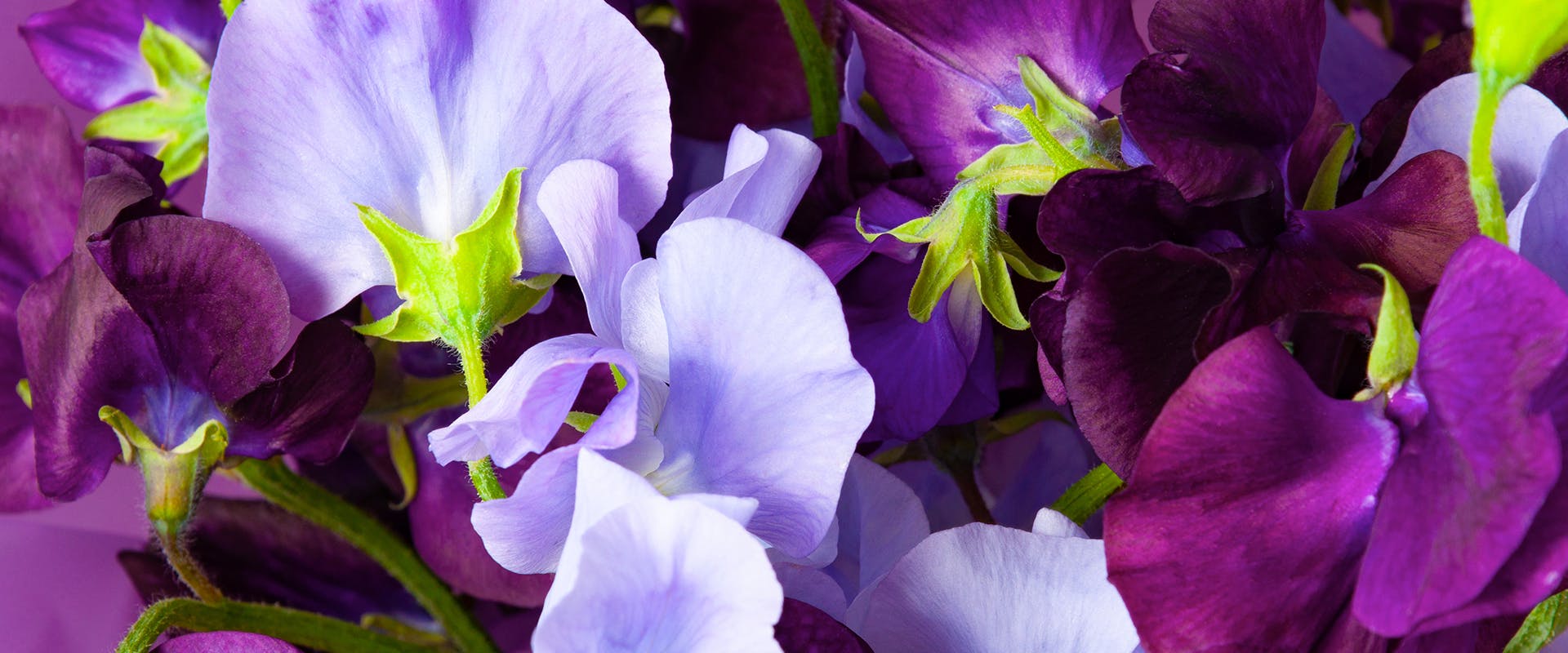 A close-up of a sweet pea plant