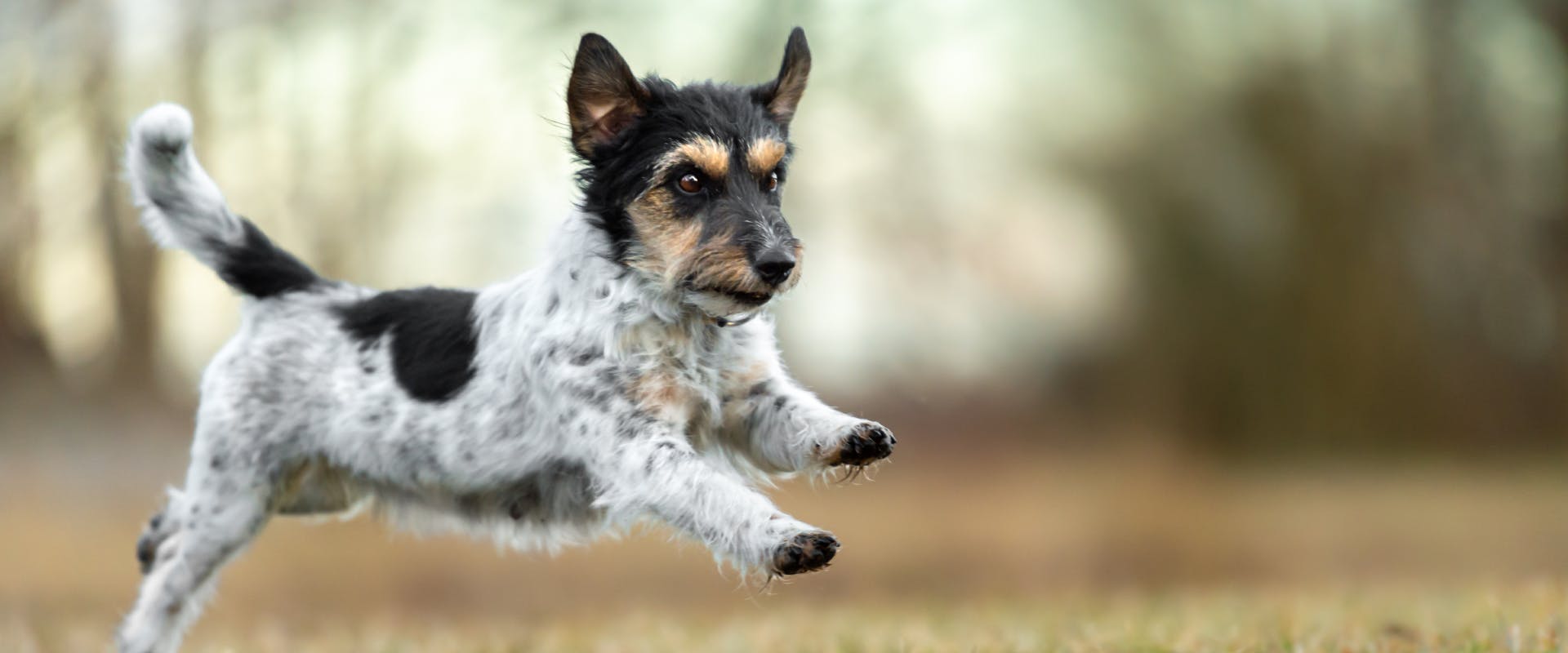 A dog leaps through the air.