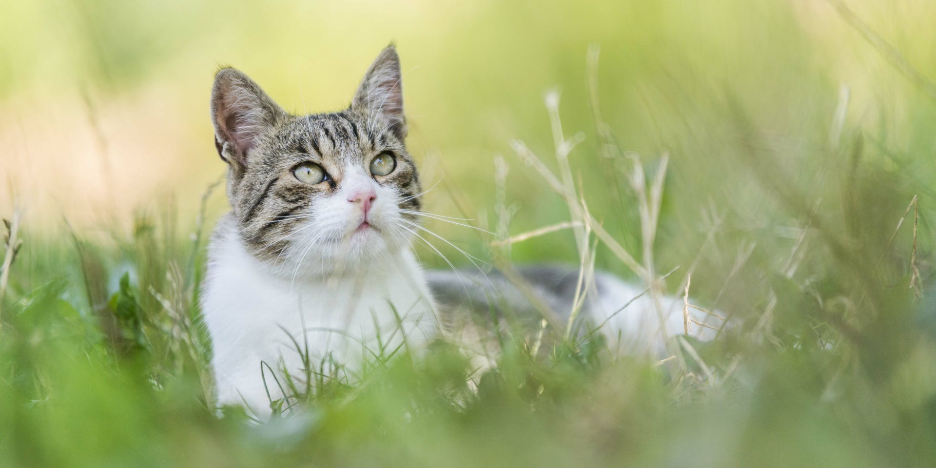 A brown and white cat sitting in the grass.