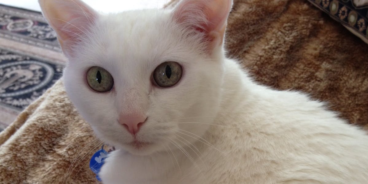 A white cat